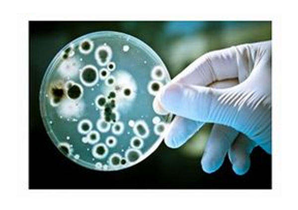 Microbiological Testing