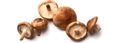 Shiitake Mushroom